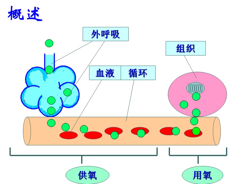 缺氧本科.ppt_第2页