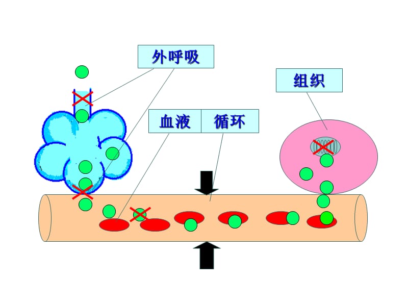 缺氧本科.ppt_第3页