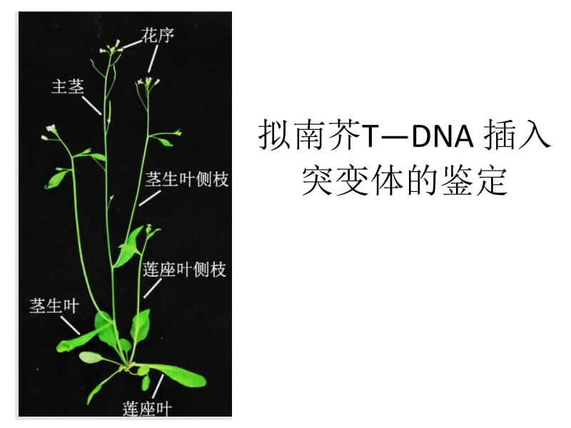 拟南芥T-DNA插入突变.ppt_第1页