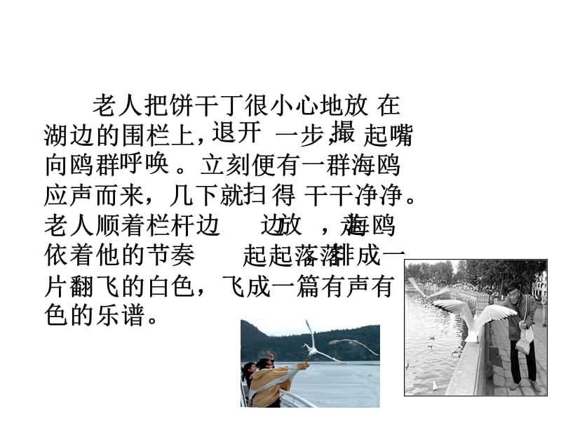 老人与海鸥2.ppt_第2页