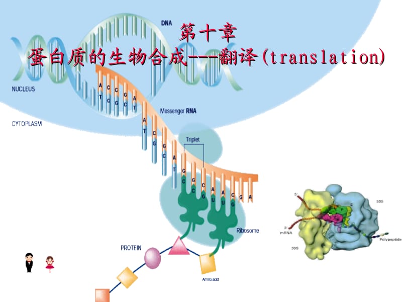 10translation.ppt_第1页