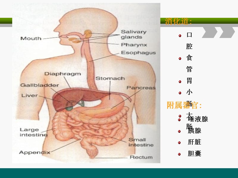 第6章消化与吸收ppt课件.ppt_第2页