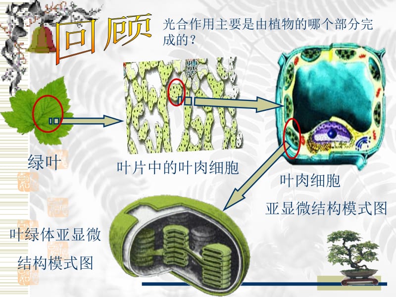 人教版教学课件光合作用课件人教版.ppt_第2页