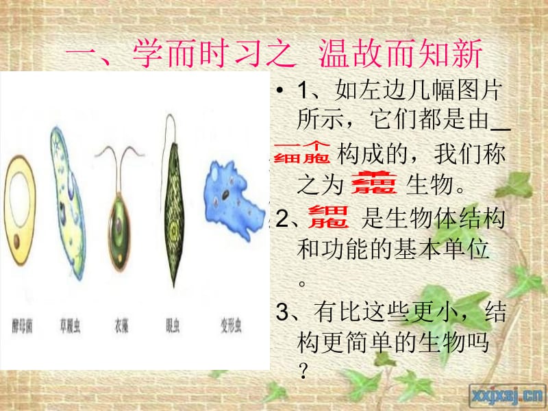 初中生物课件病毒.ppt_第2页