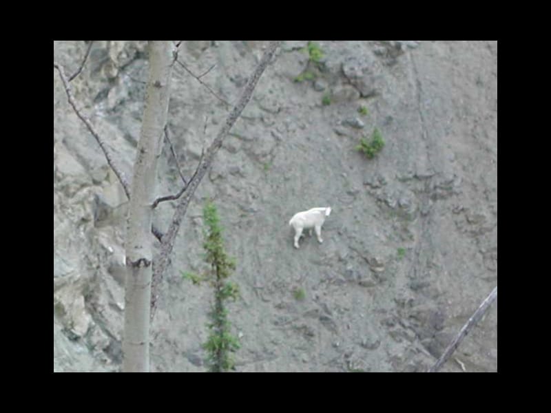 攀岩高手山羊MountainGoat山羊山山羊攀岩高手.ppt_第3页