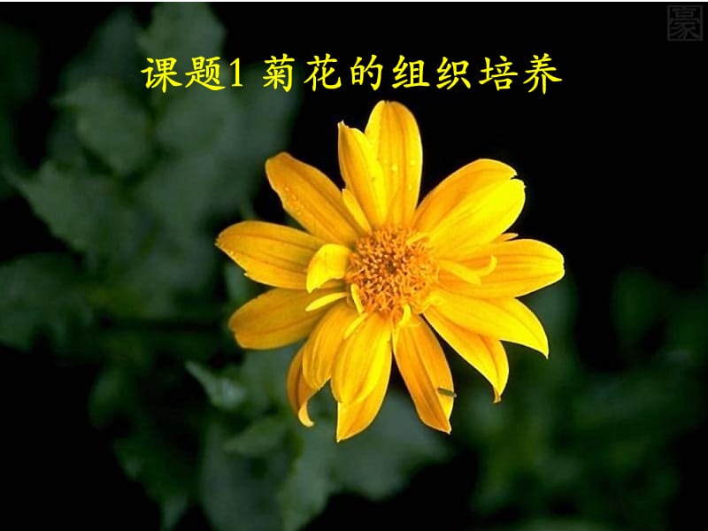 课题菊花的组织培养.ppt_第1页