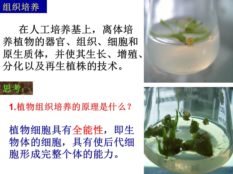 课题菊花的组织培养.ppt_第2页