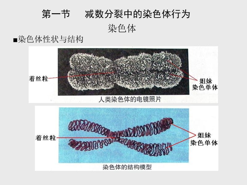 减数分裂中的染色体行为3.ppt_第2页