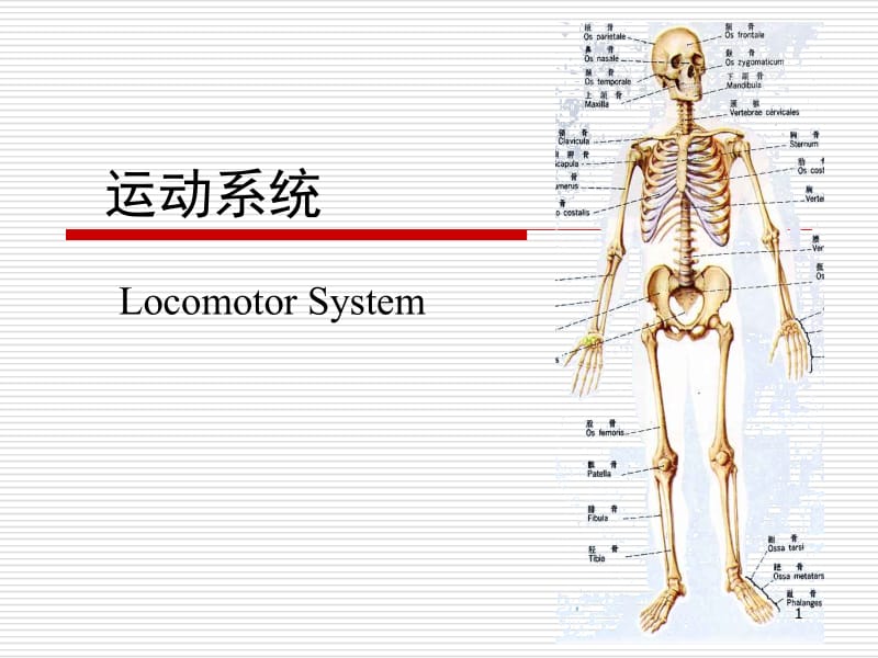 人体解剖学运动系统.ppt_第1页