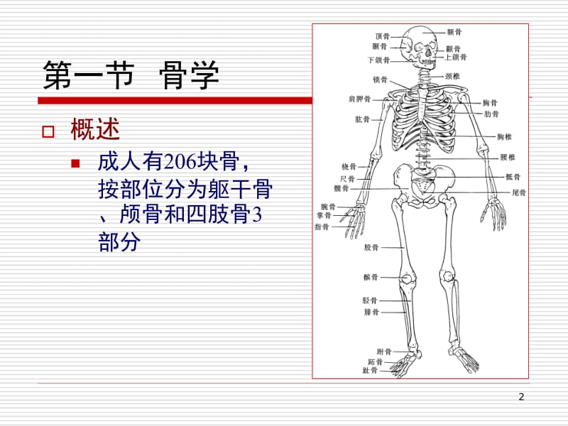 人体解剖学运动系统.ppt_第2页