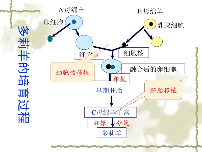 动物体细胞核移植技术与克隆动物.ppt_第2页