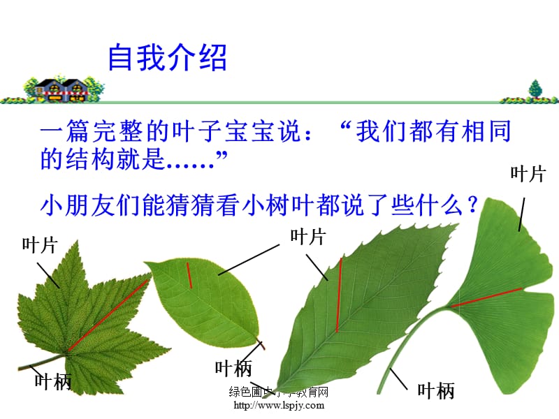 三年级上册科学第一单元植物的叶.ppt_第3页