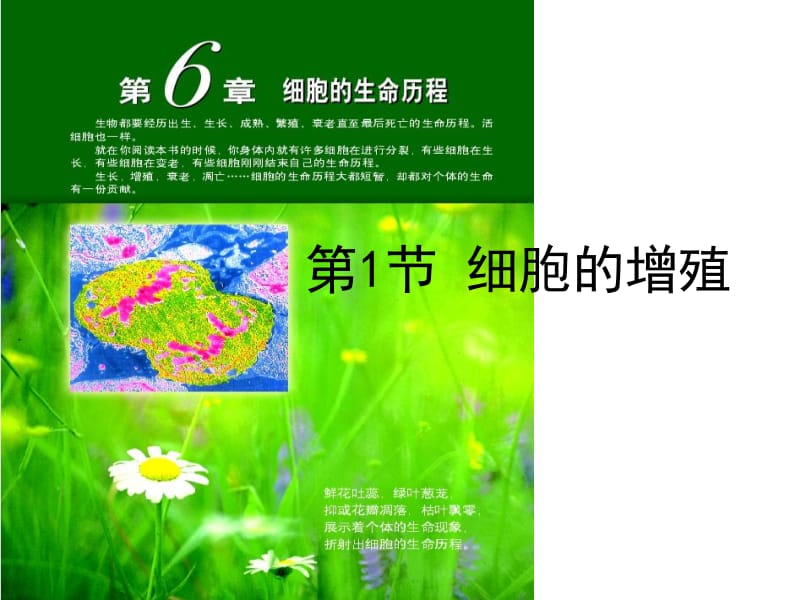 人教版教学课件高中生物必修一细胞增殖.ppt_第1页