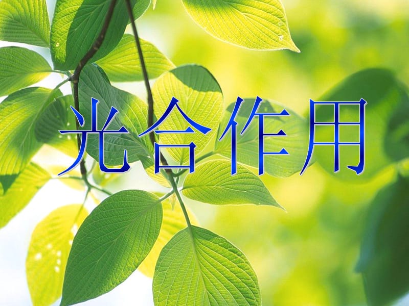 光合作用课件.ppt_第1页