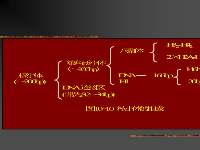 三染色体的高级结构.ppt_第2页