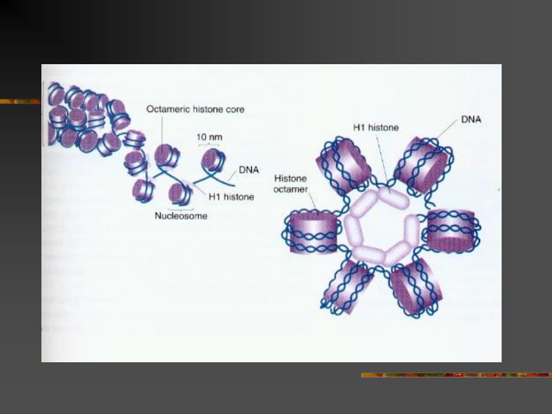 三染色体的高级结构.ppt_第3页