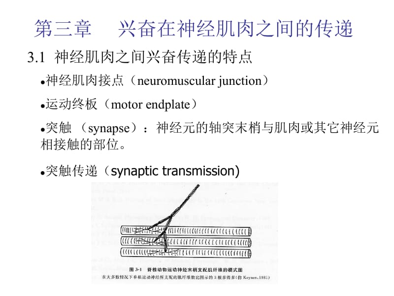 动物生理学课件第三章.ppt_第1页