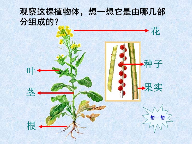 绿色开花植物的结构层次.ppt_第2页