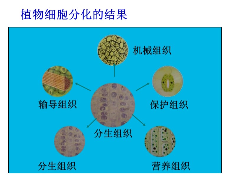 绿色开花植物的结构层次.ppt_第3页