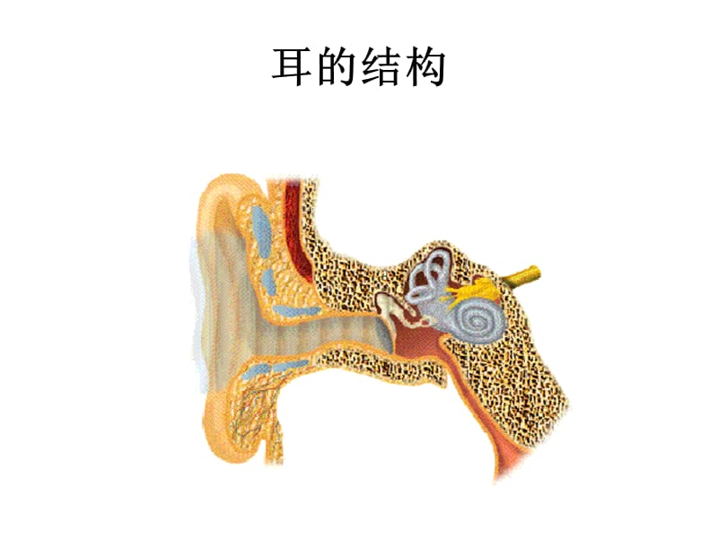 感觉器官-3.ppt_第3页