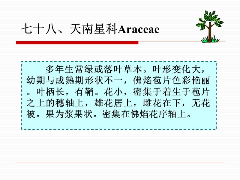 天南星科Araceae.ppt_第1页