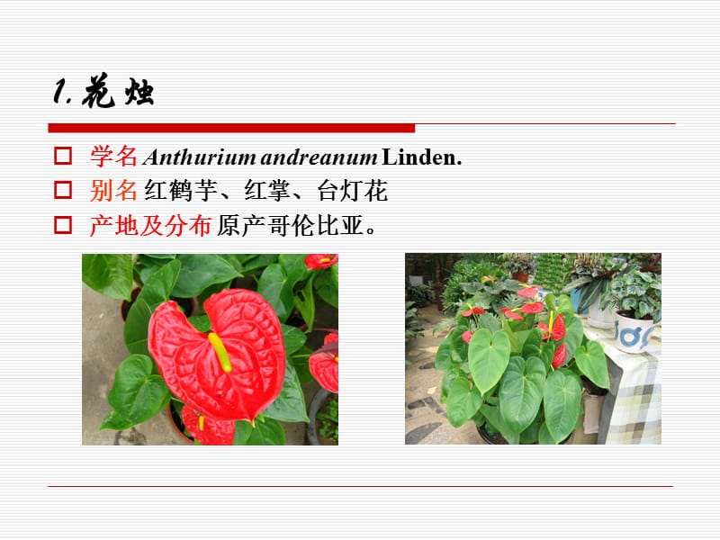 天南星科Araceae.ppt_第2页