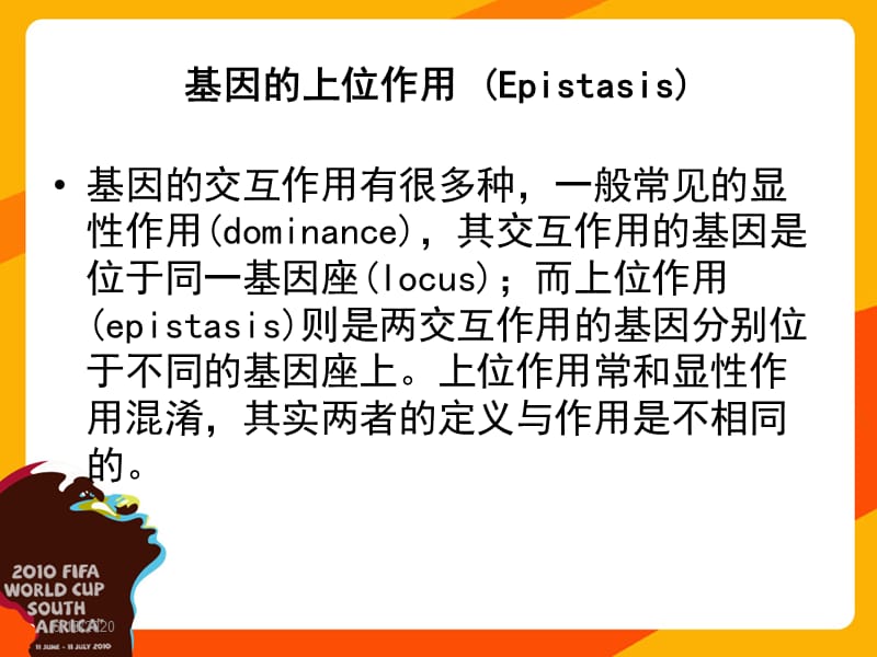 基因的上位作用.ppt_第1页