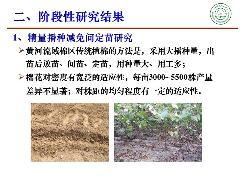 棉花轻简化栽培几项关键技术研究.ppt_第3页