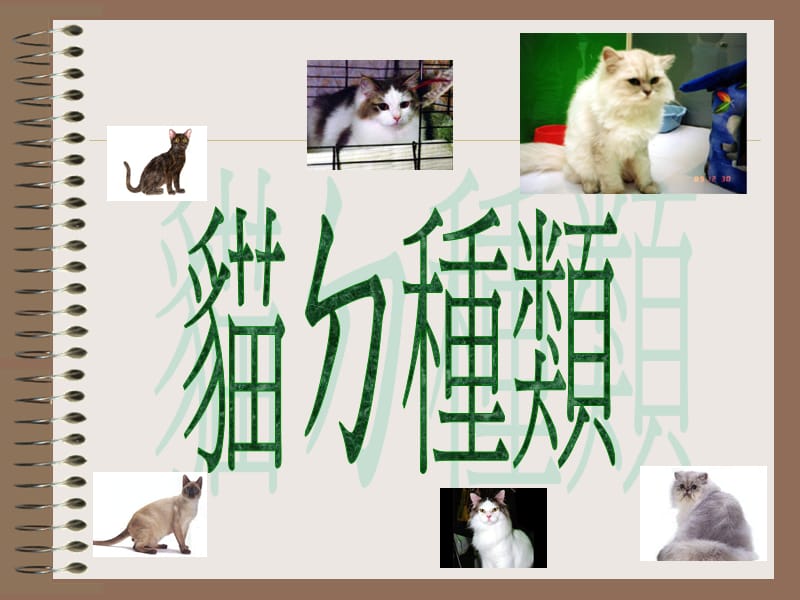 猫种类.ppt_第2页