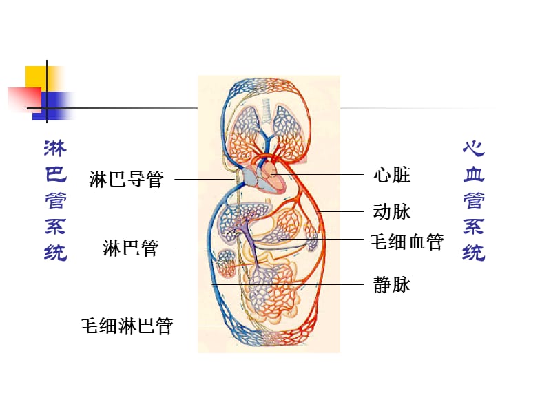 第章循环系统ppt课件.ppt_第2页