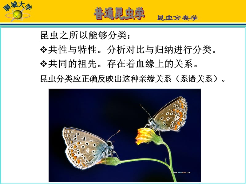 三篇昆虫分类学.ppt_第3页