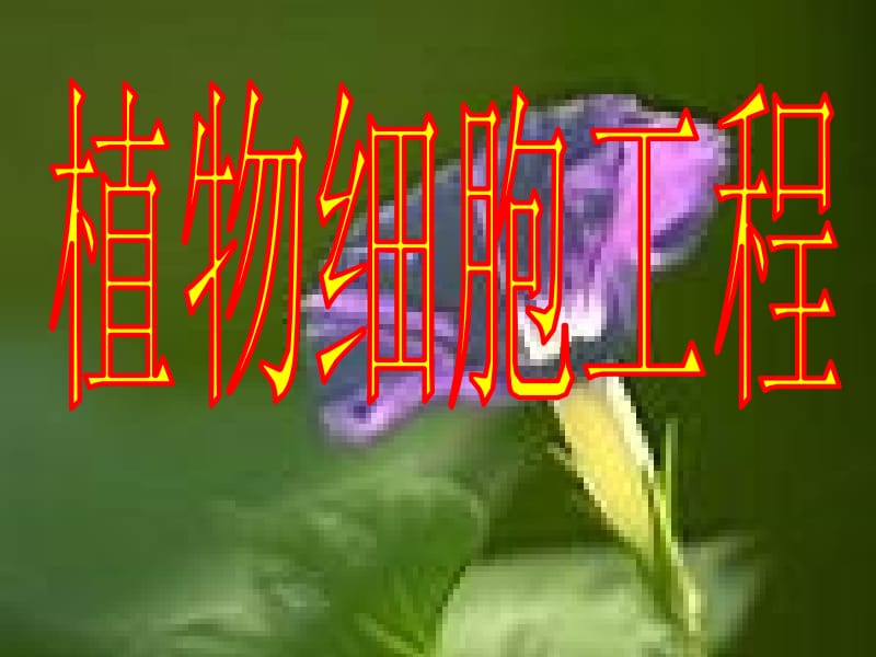 植物细胞工程的基本技术.ppt_第1页