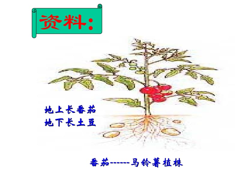 植物细胞工程的基本技术.ppt_第2页