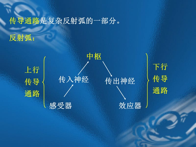 感觉传导通路.ppt_第2页