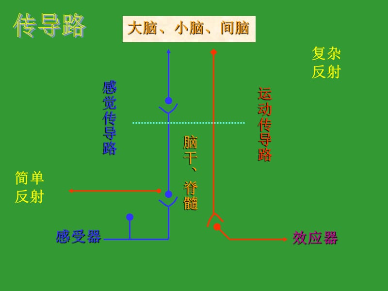 感觉传导通路.ppt_第3页