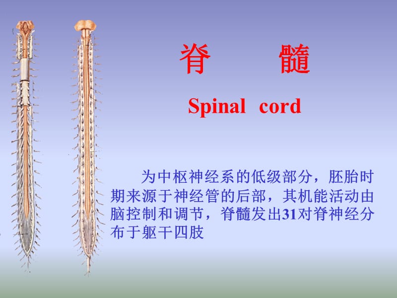 B朱家祥脊髓.ppt_第1页