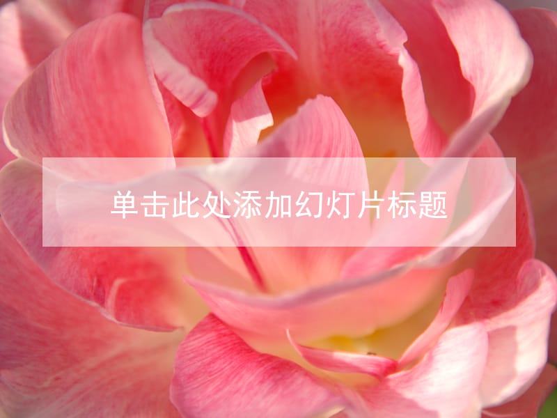 粉红色的花朵精致模板.ppt_第1页