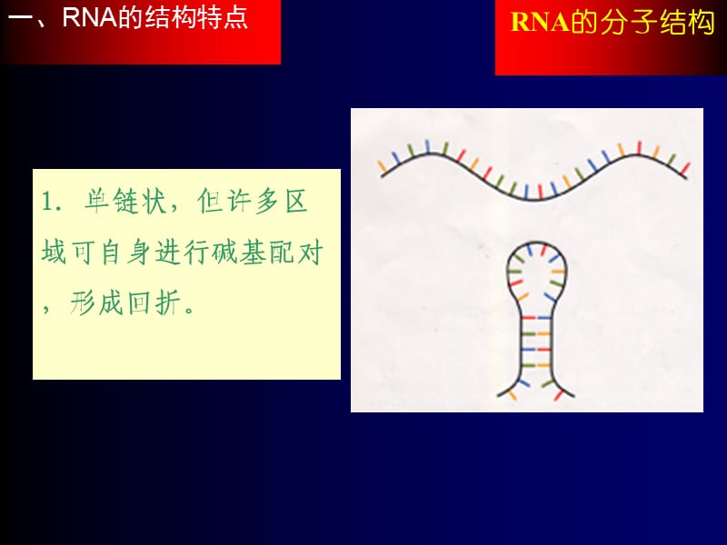 RNA的分子结构.ppt_第2页