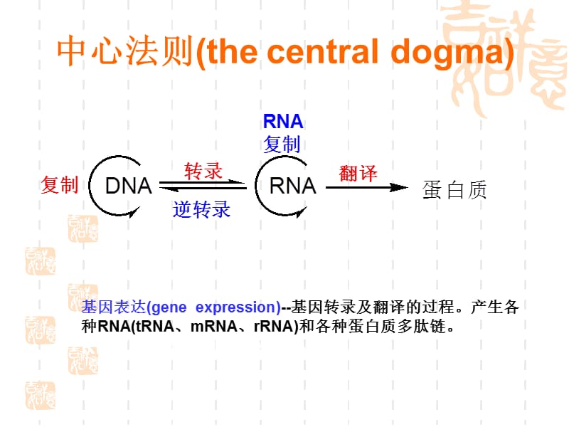 IPTG诱导的原理.ppt_第2页