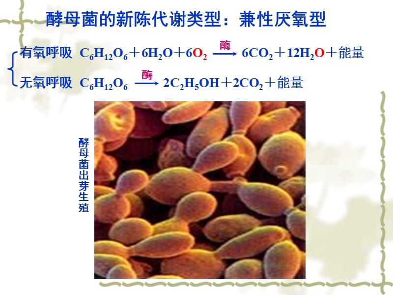 培养液中酵母菌数量的动态变化.ppt_第2页