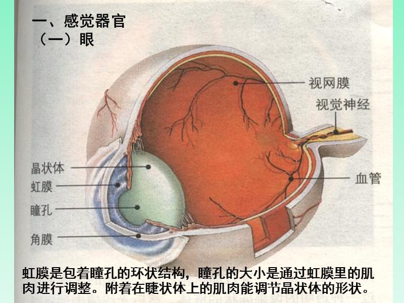 感受器和感觉器官.ppt_第2页