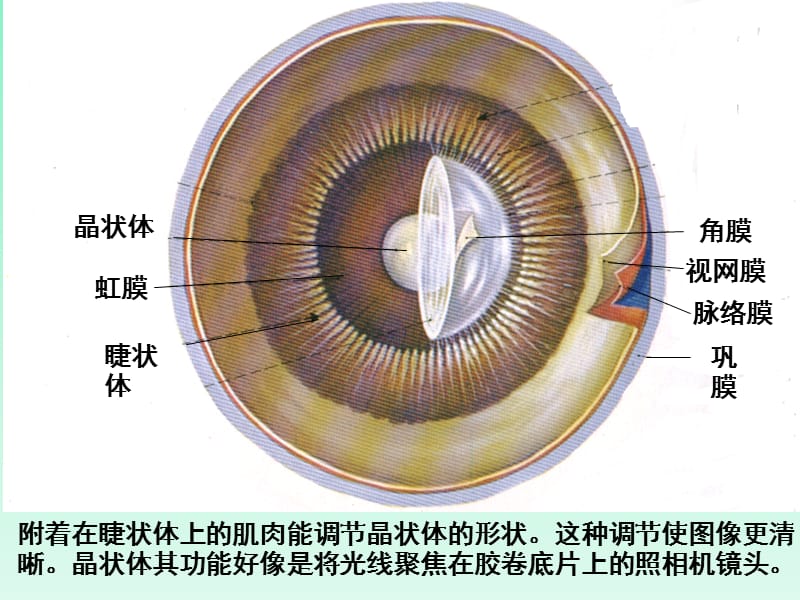 感受器和感觉器官.ppt_第3页