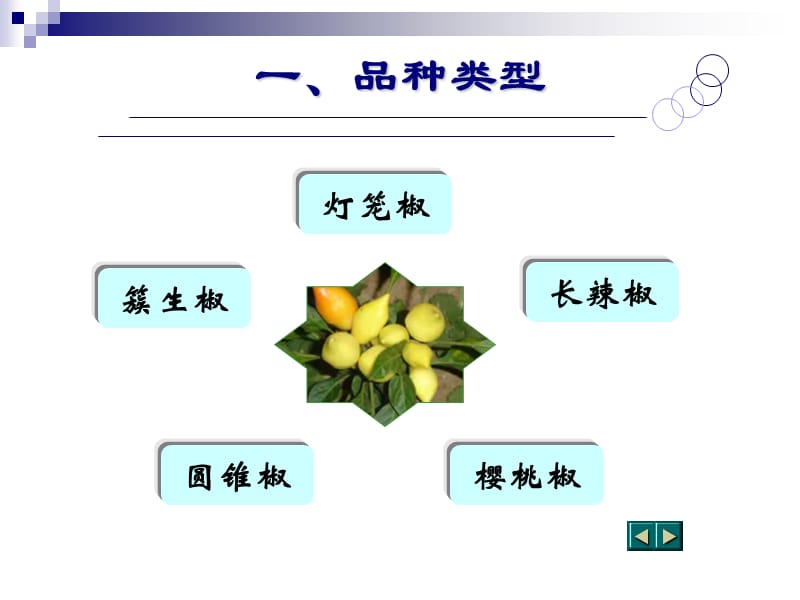 三节辣椒.ppt_第2页