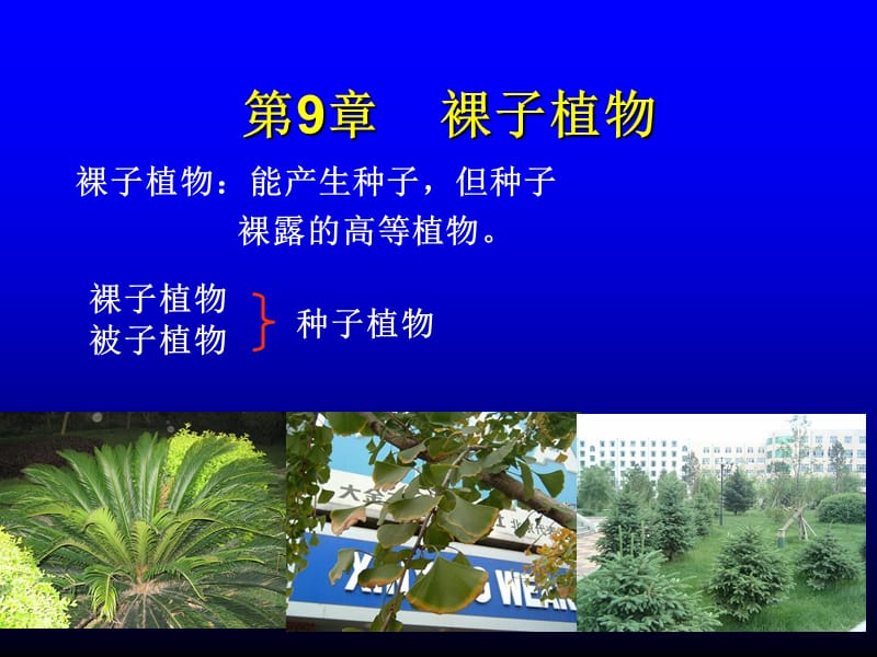 第章裸子植物.ppt_第1页