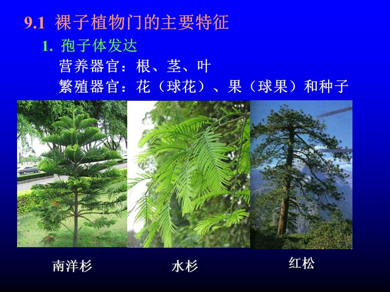 第章裸子植物.ppt_第2页