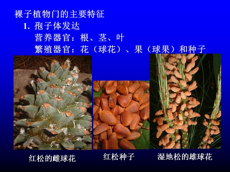 第章裸子植物.ppt_第3页