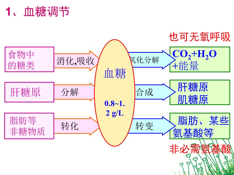 下丘脑的功能二轮复习.ppt_第2页