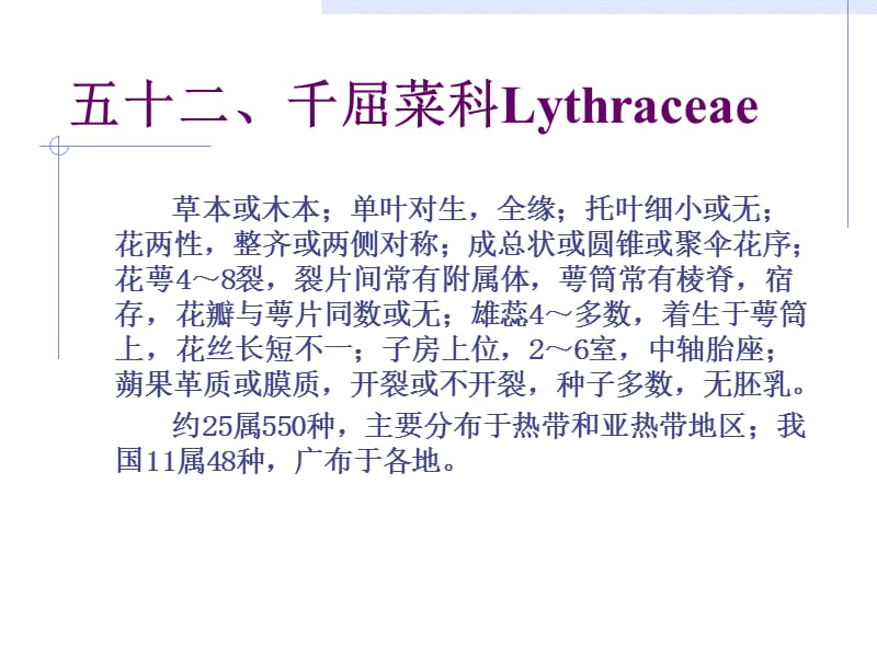 千屈菜科Lythraceae.ppt_第1页