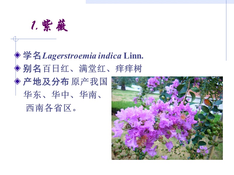 千屈菜科Lythraceae.ppt_第2页