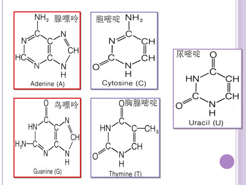 DNA的结构141225.ppt_第3页